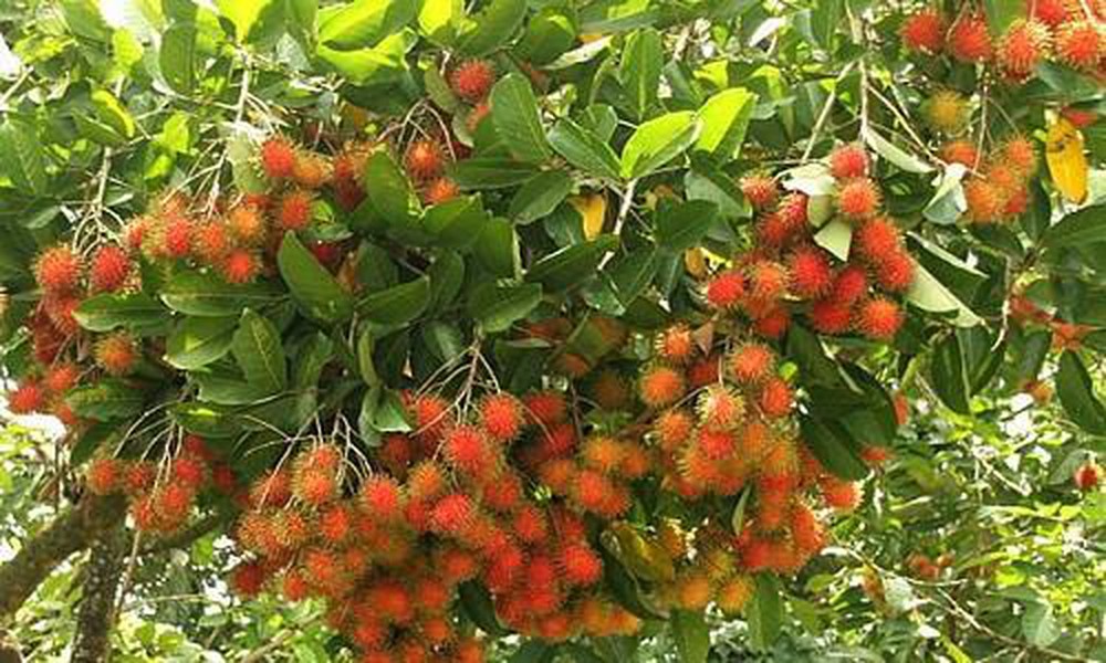 Chôm Chôm Long Khánh